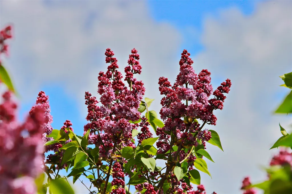 Россиян предупредили о штрафах за сорванную сирень - Информационный портал "Бийский рабочий", 30.04.2026