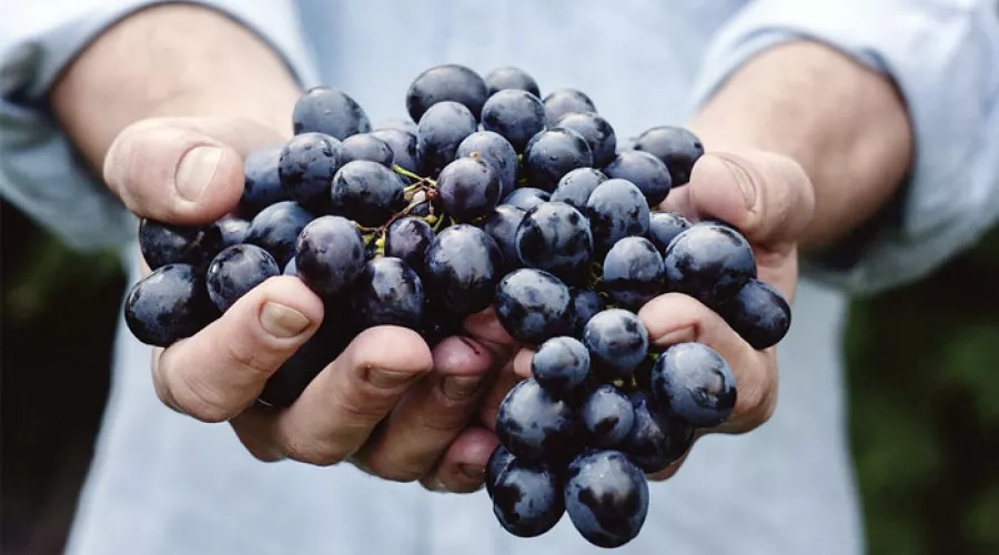 Двадцать тонн винограда из Казахстана не пустили в Алтайский край