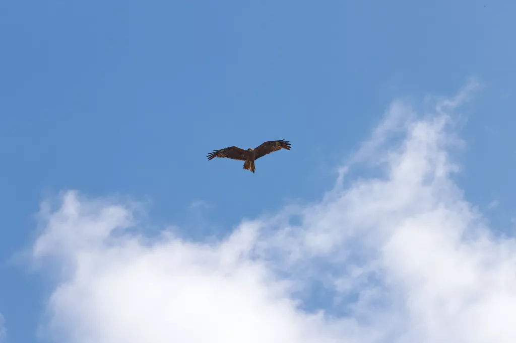 Под Новосибирском спасли коршуна, и теперь он присматривает за курами - Информационный портал "Бийский рабочий", 09.11.2025