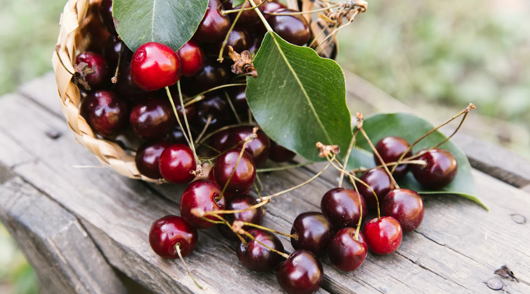 Вишня. Черешня. Ягоды