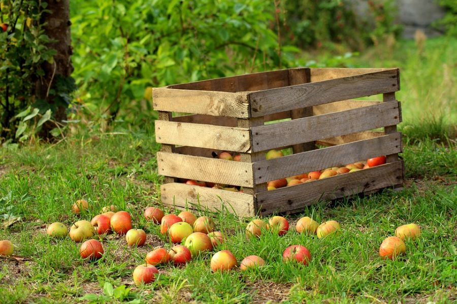 Яблоки могут стать удобрением для других растений.
