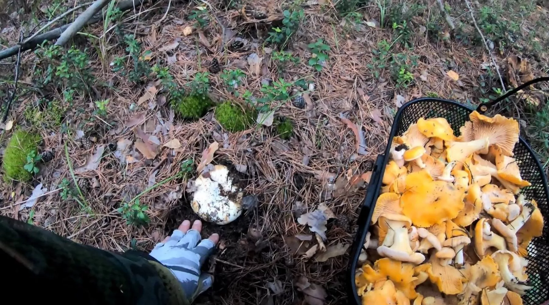 Грибники Алтайского края продолжают делиться урожаем лисичек