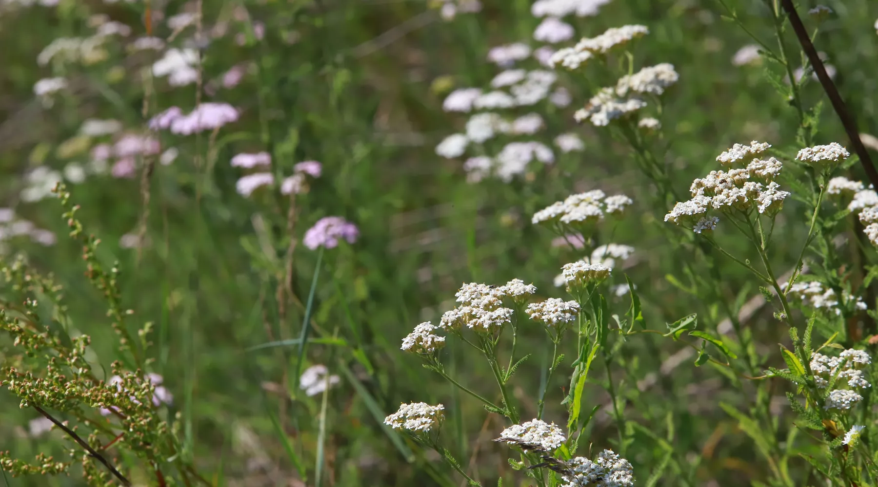 Лето. Город