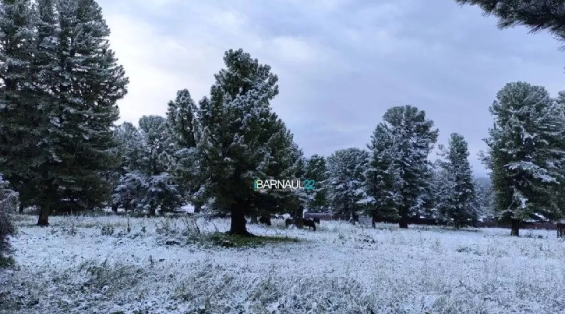 На Семинском перевале в Республике Алтай выпал снег