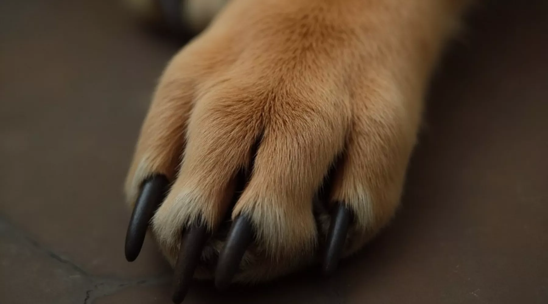 Собака. Животное. 