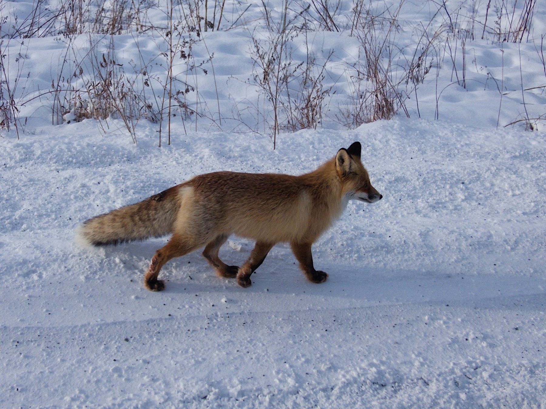 Порой на пути голландцу встречаются дикие звери
