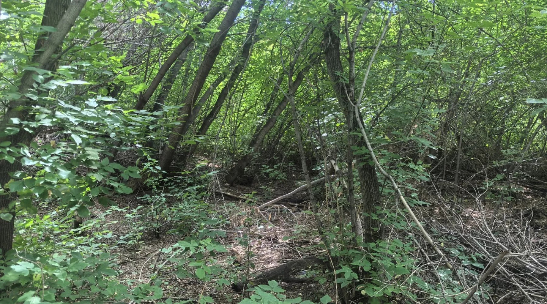 В Алтайском крае нашли тело ребенка с признаками насильственной смерти