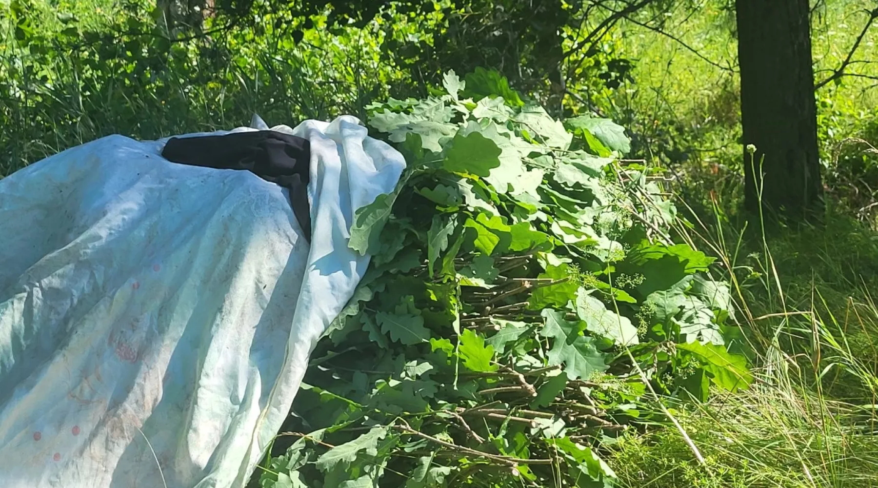Бийчанин понесет наказание за заготовку дубовых веников