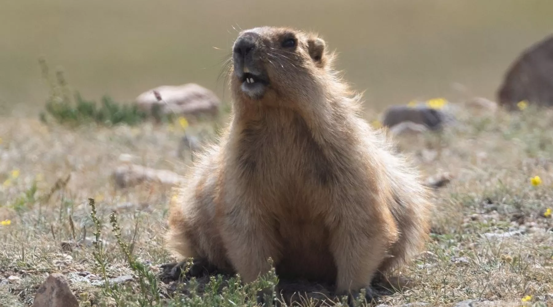 Сурок наел бока перед зимней спячкой