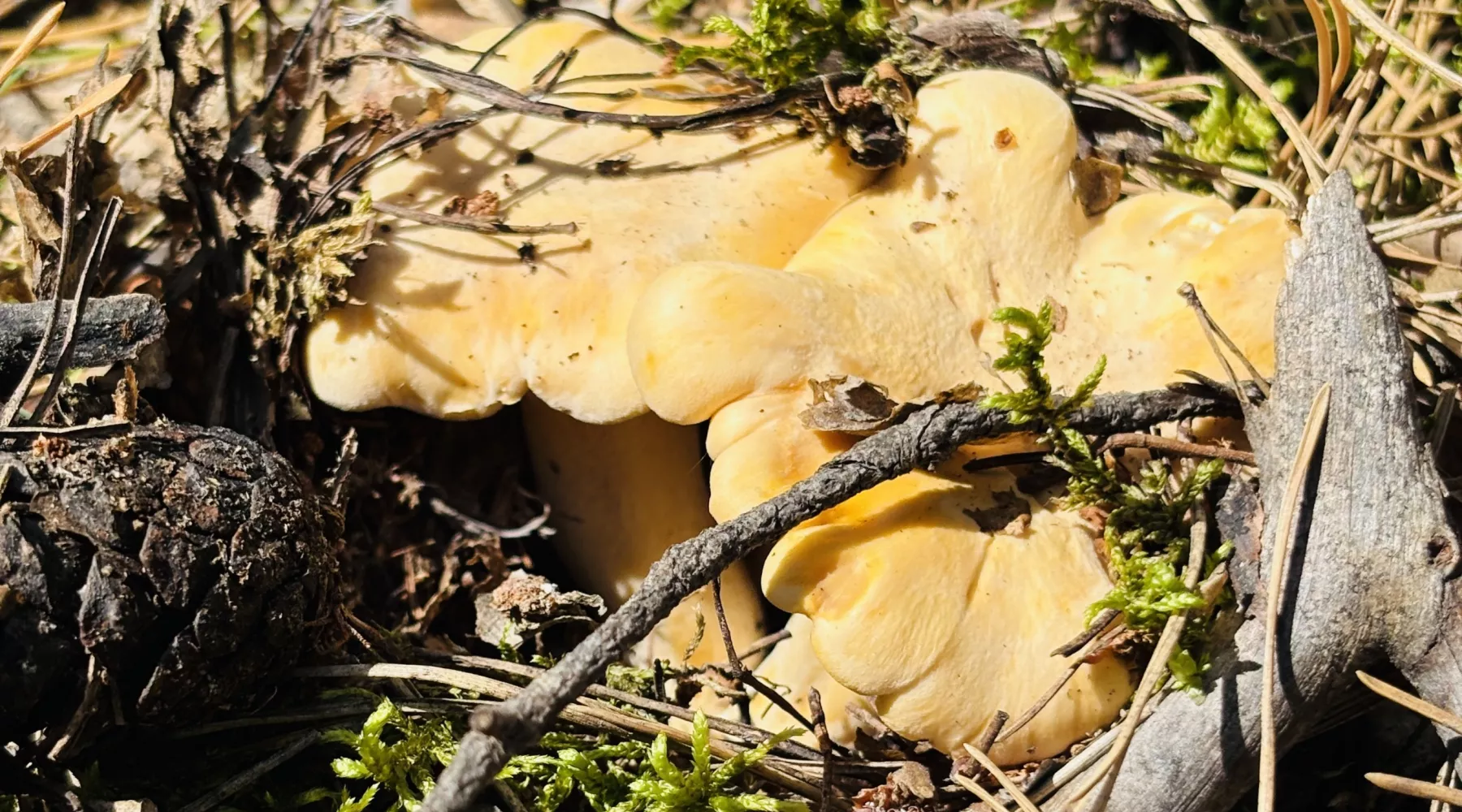 Лисички. Грибы. Лес. 