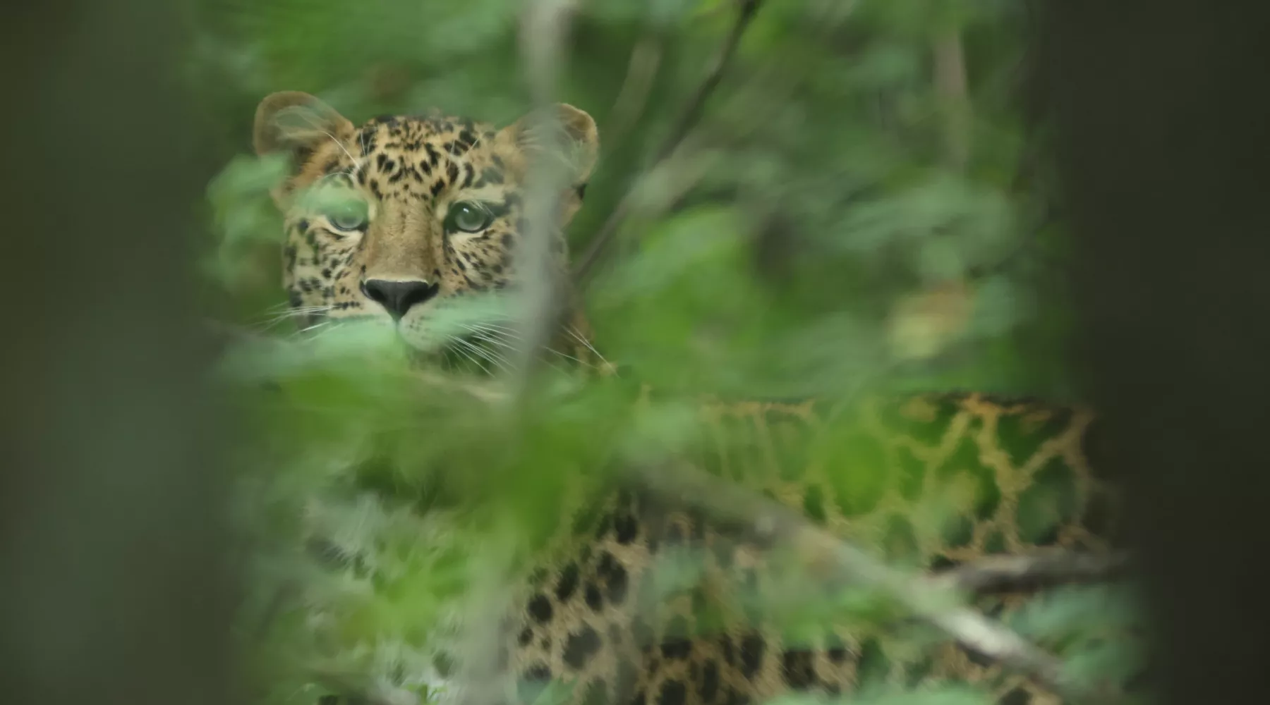 Дальневосточный леопард