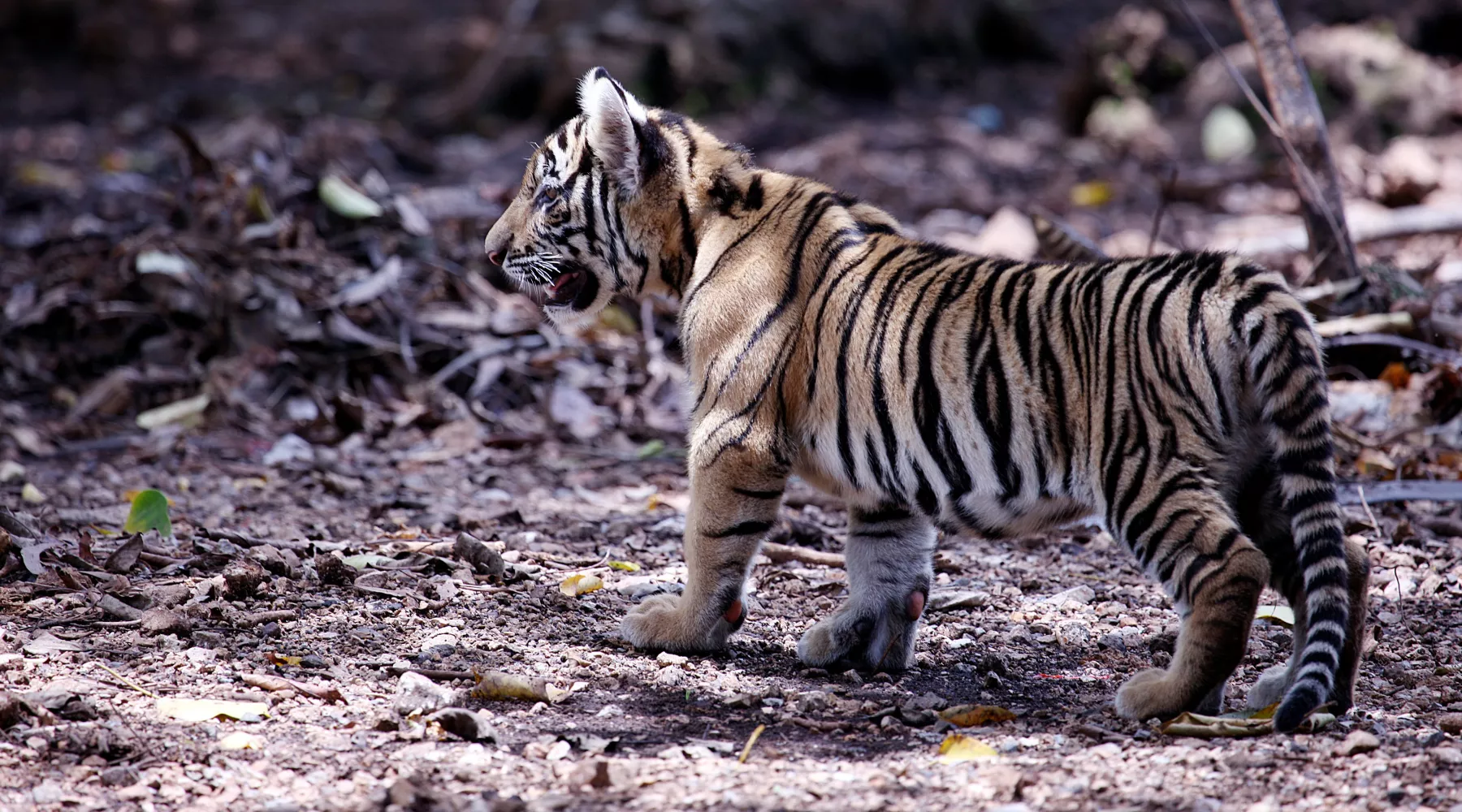 Тигренок. Тигрята. Амурский тигренок