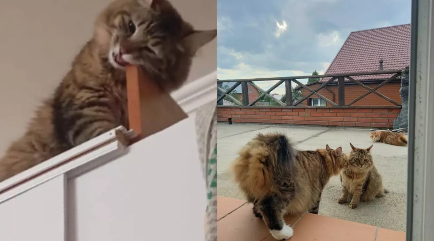 Людям не верю: сибиряк хочет завещать свою квартиру кошке
