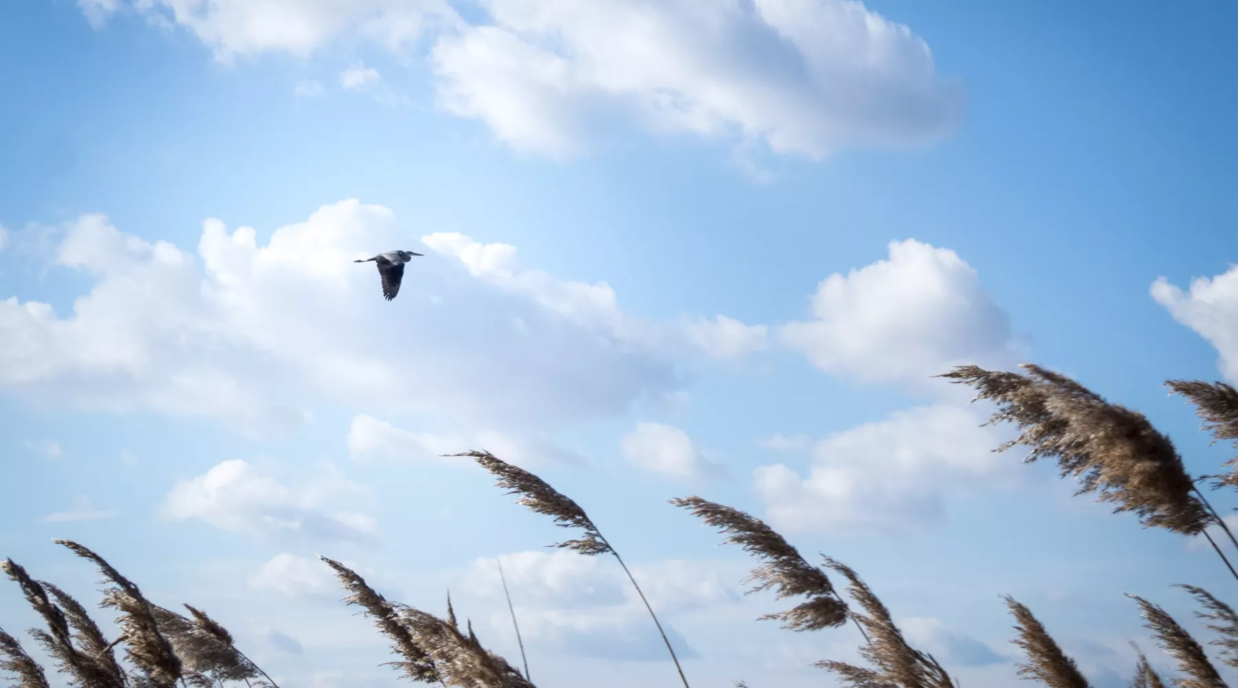 Ветер. Трава. Небо. Погода. Лето