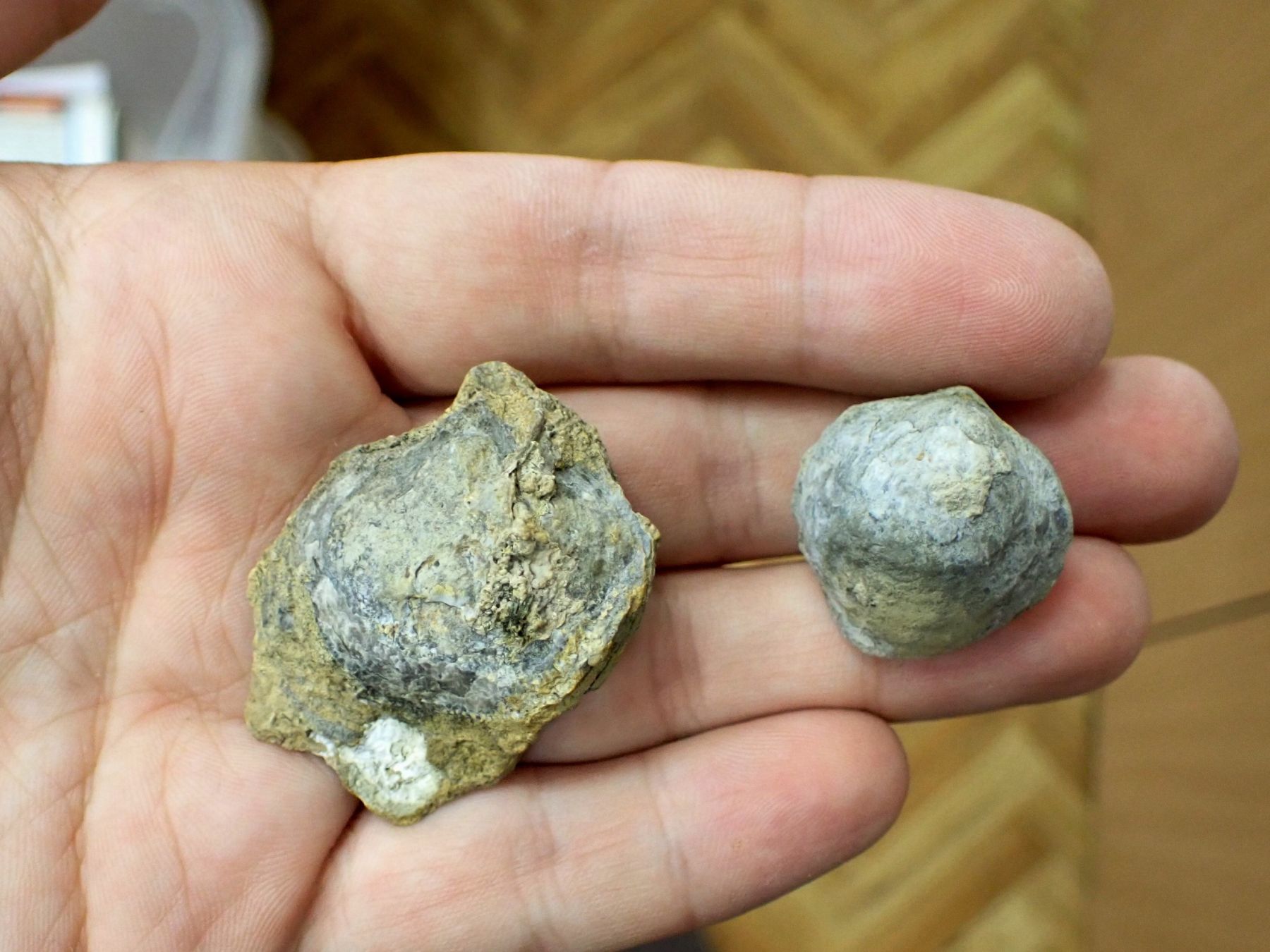 Брахиоподы