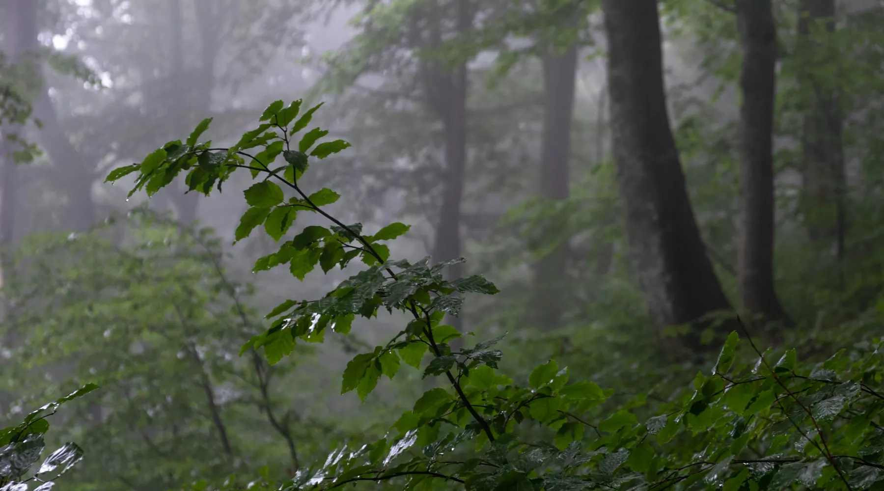 Дождь. Пасмурно. Погода. Облачно. 