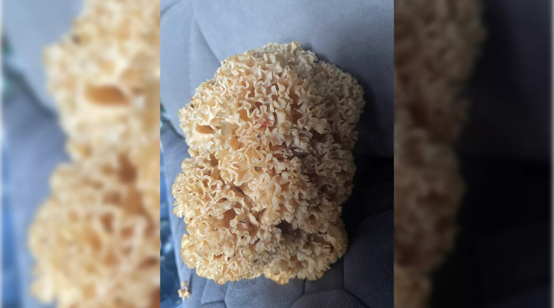 Спарассис Курчавый