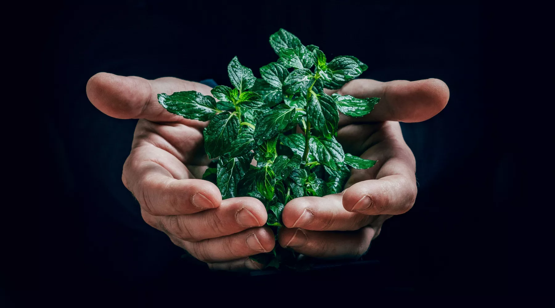 Экология. Садоводство