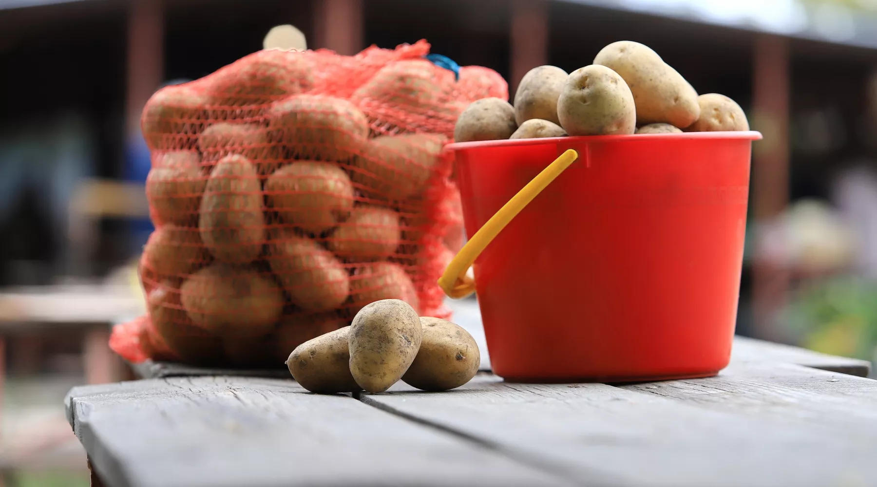 Картофель. Рынок. 