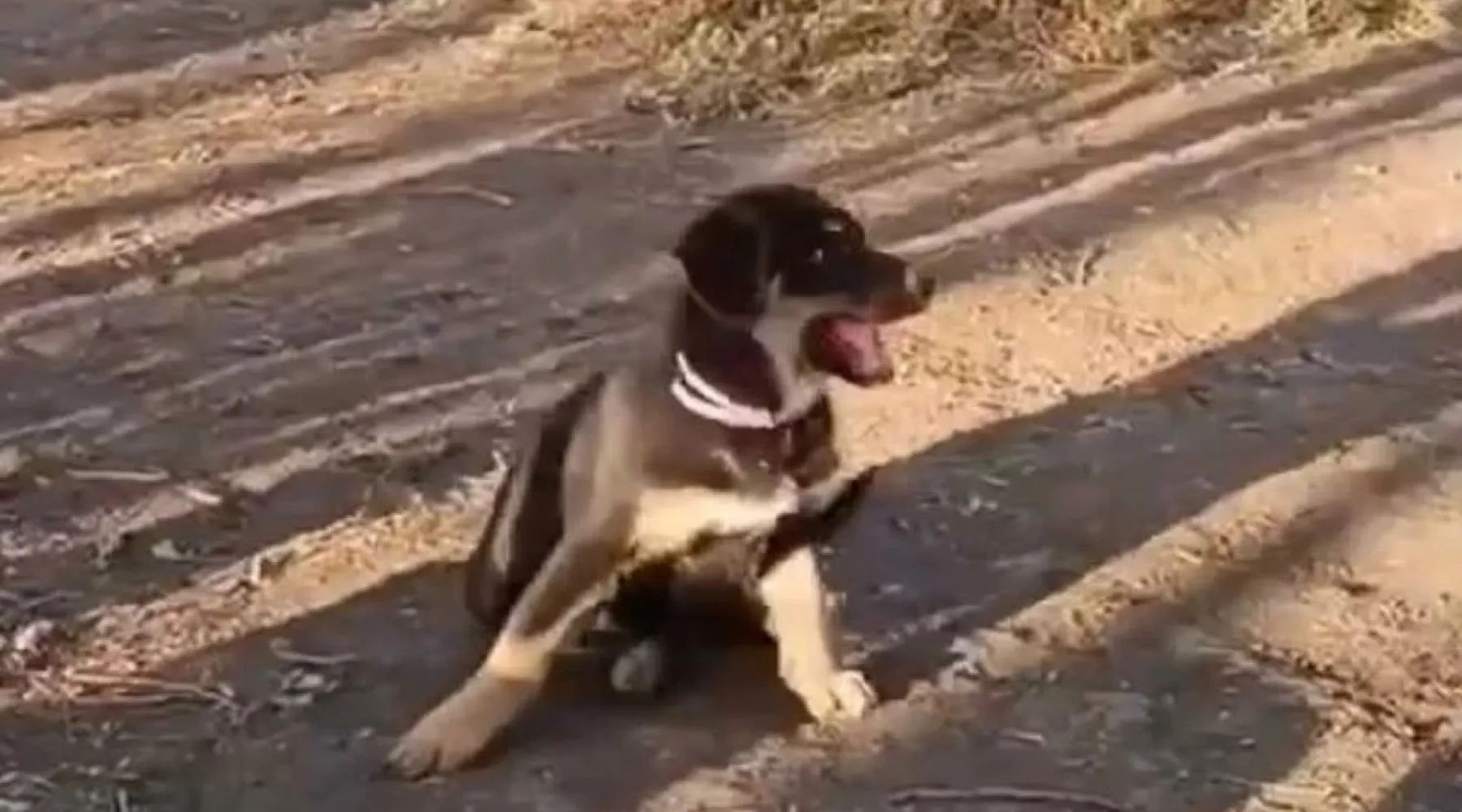 Щенок по кличке Титан стал талисманом бойцов на СВО