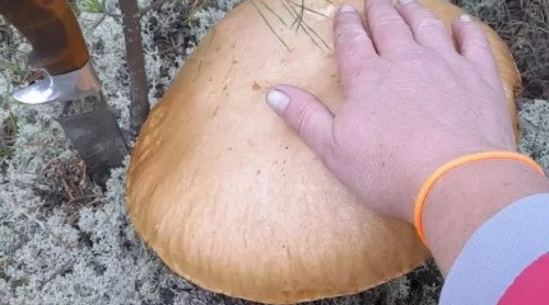 Грибы гигантских размеров растут в лесах Алтайского края