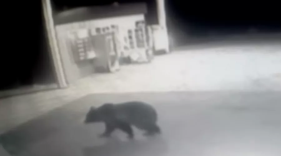 Медведь разгромил автомобиль УАЗ в Горном Алтае 