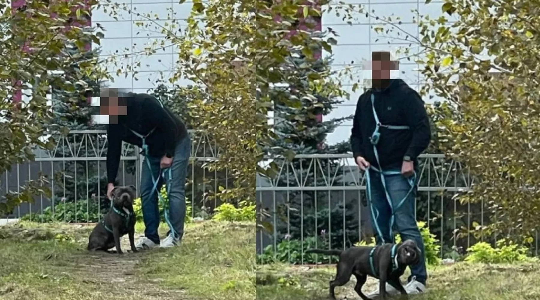 В Новосибирске питбуль загрыз породистого кота возле школы на глазах у прохожих