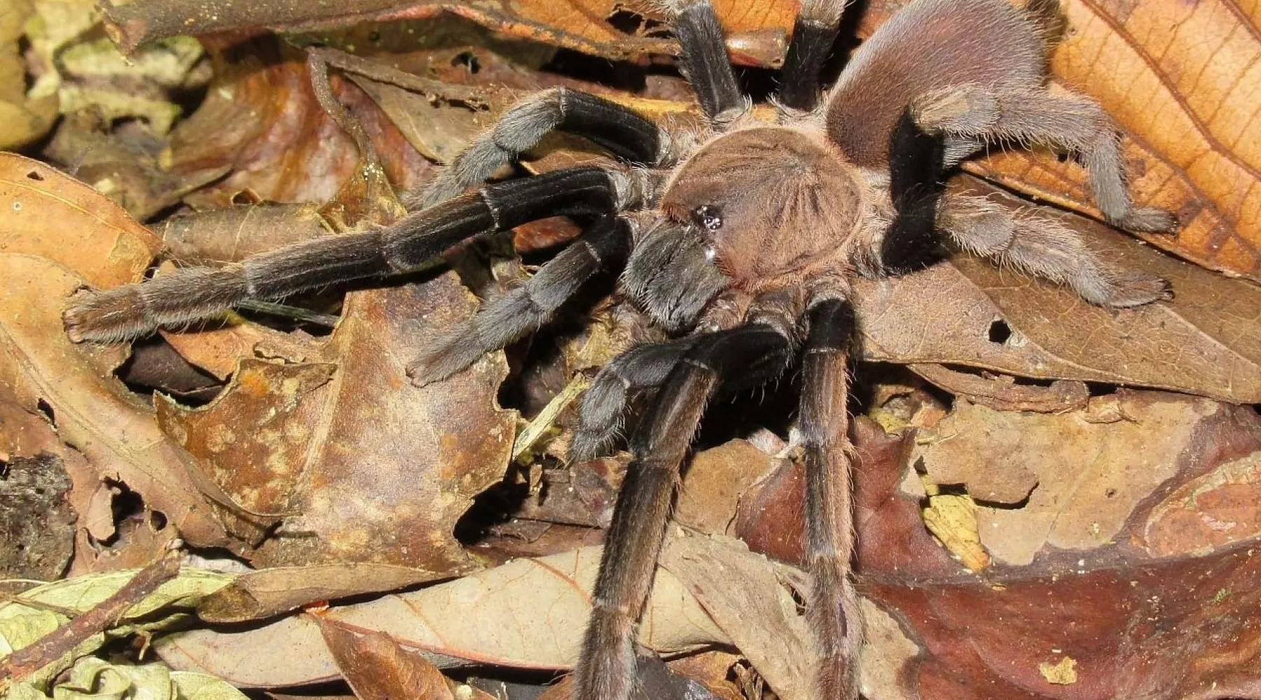 Биолог привез в Алтайский край уникальных пауков из Папуа-Новой Гвинеи