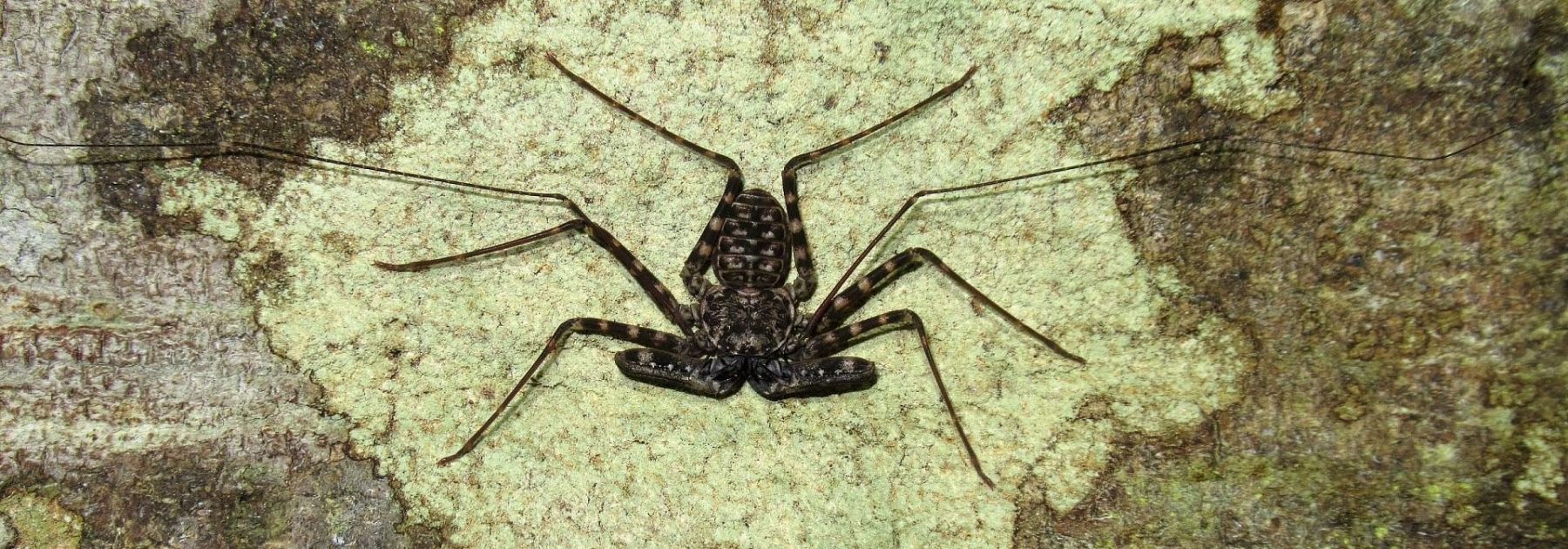 Биолог привез в Алтайский край уникальных пауков из Папуа-Новой Гвинеи