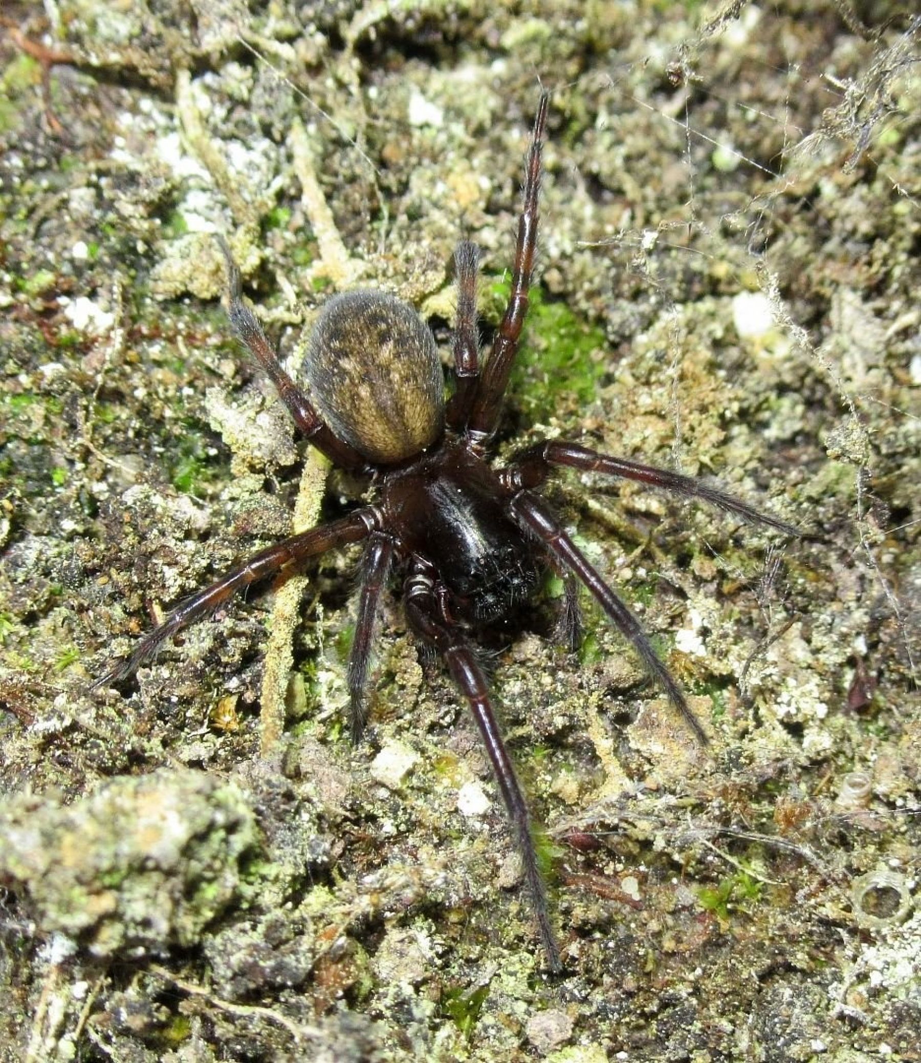 Биолог привез в Алтайский край уникальных пауков из Папуа-Новой Гвинеи