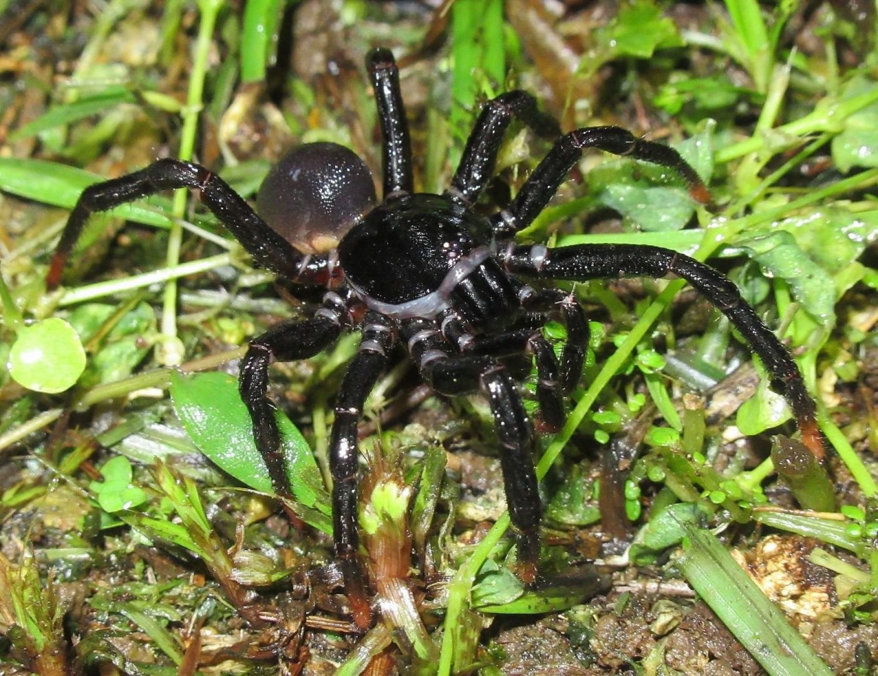 Биолог привез в Алтайский край уникальных пауков из Папуа-Новой Гвинеи