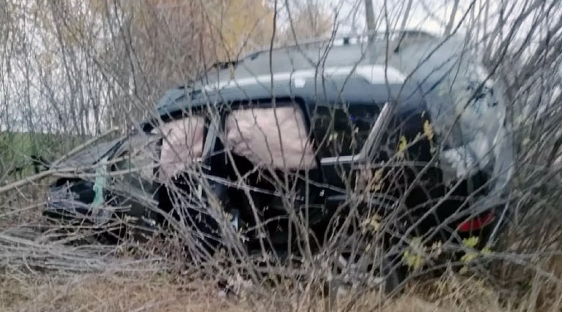 Лось стал причиной ДТП на Чуйском тракте в Бийском районе 