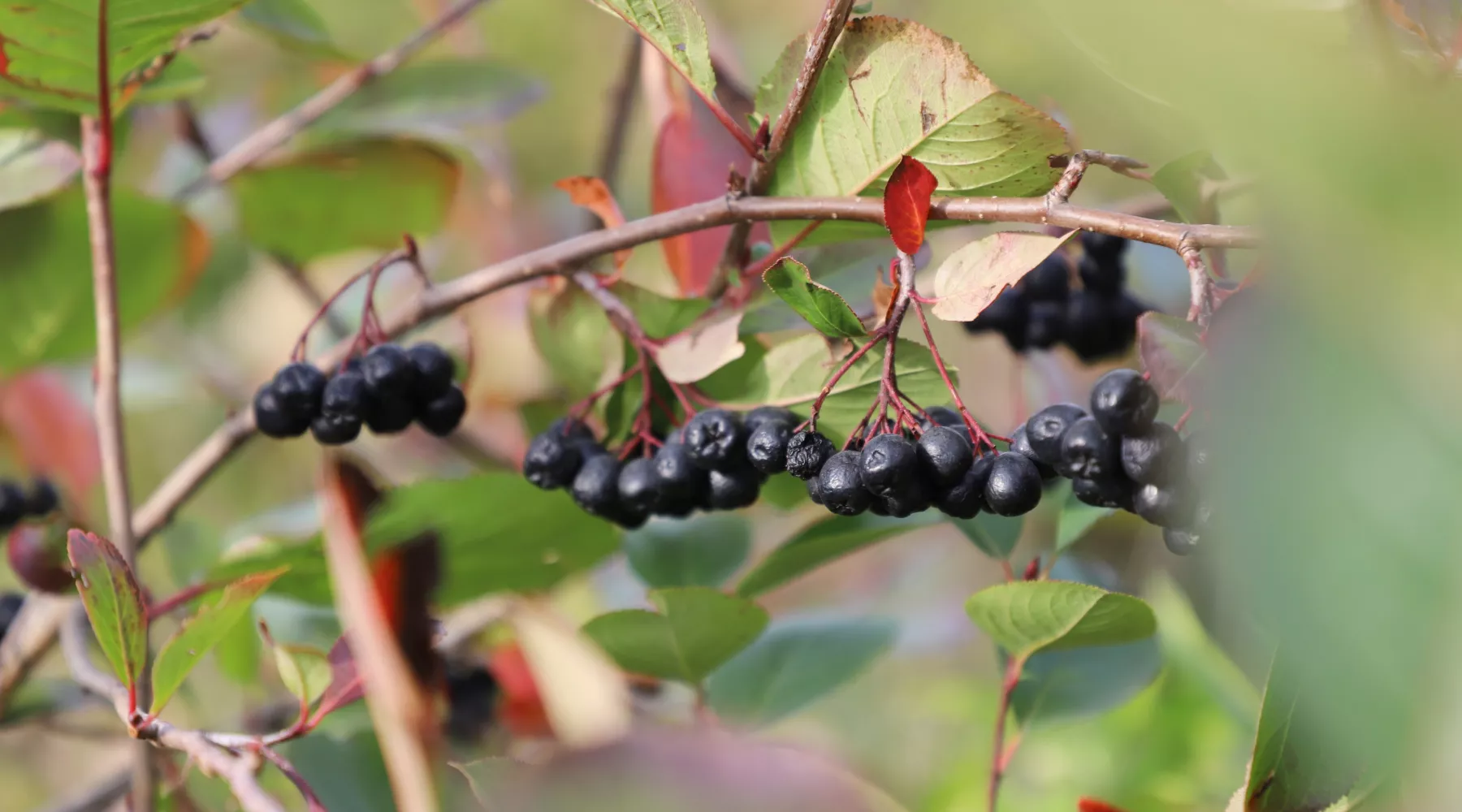 Погода. Ягоды.