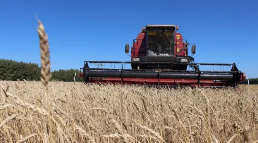 Богатый урожай: в Алтайском крае собрали 4,8 миллиона тонн зерна 