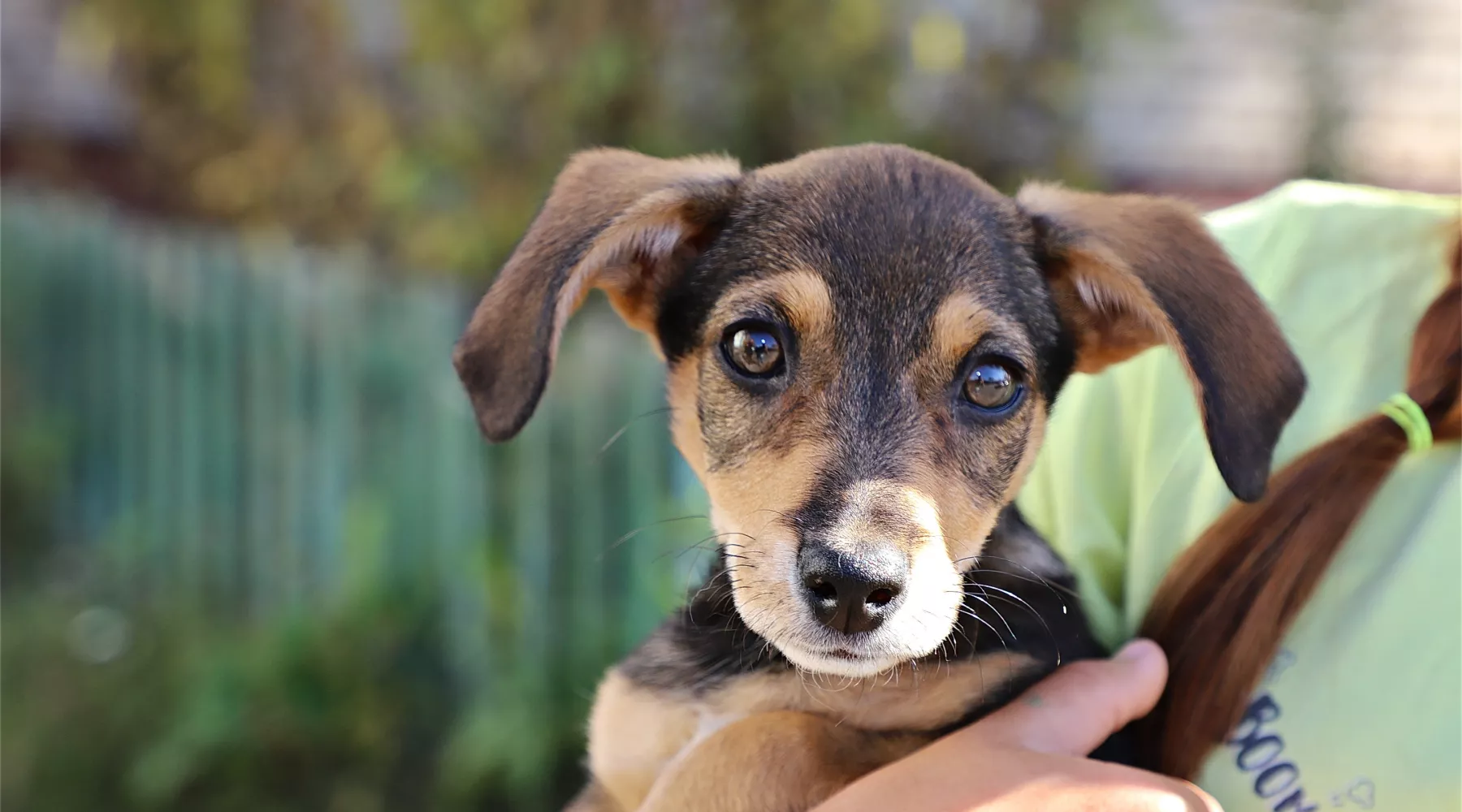 Собака. Щенок. Животные.