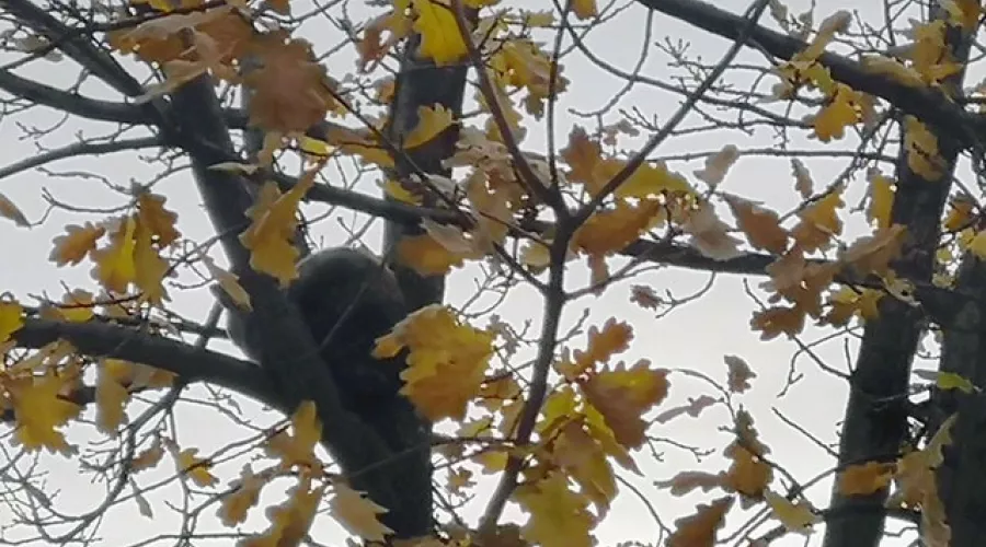Кошку, третьи сутки сидящую на дереве, спасают в Бийске 