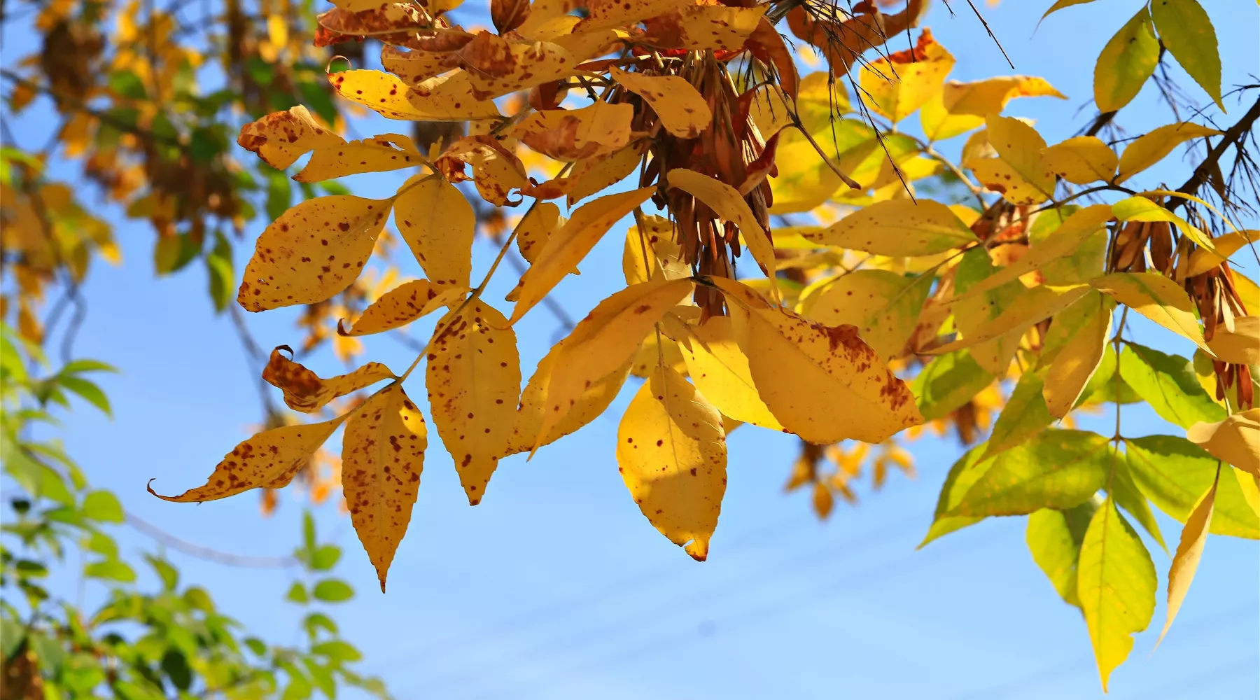 Осень. Город. Бабье лето 