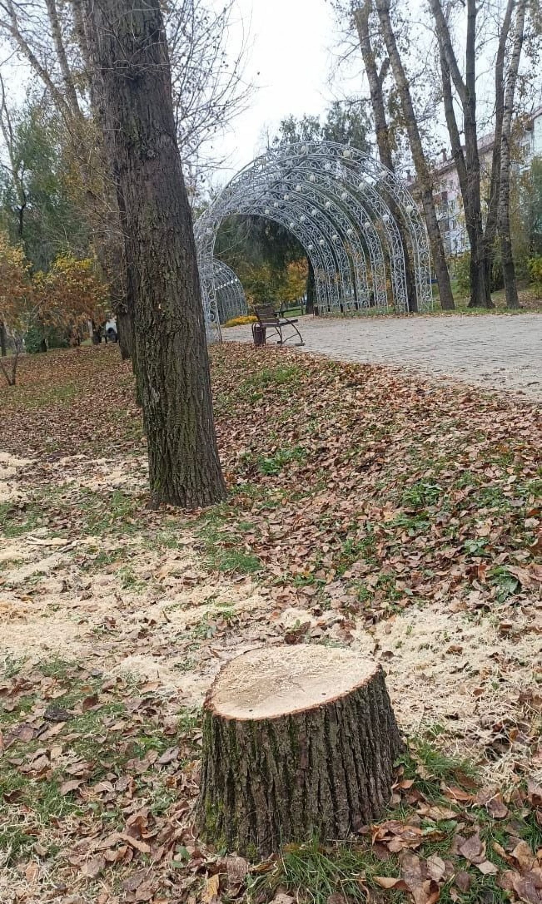 В Бийске продолжают приводить в порядок городские зеленые зоны