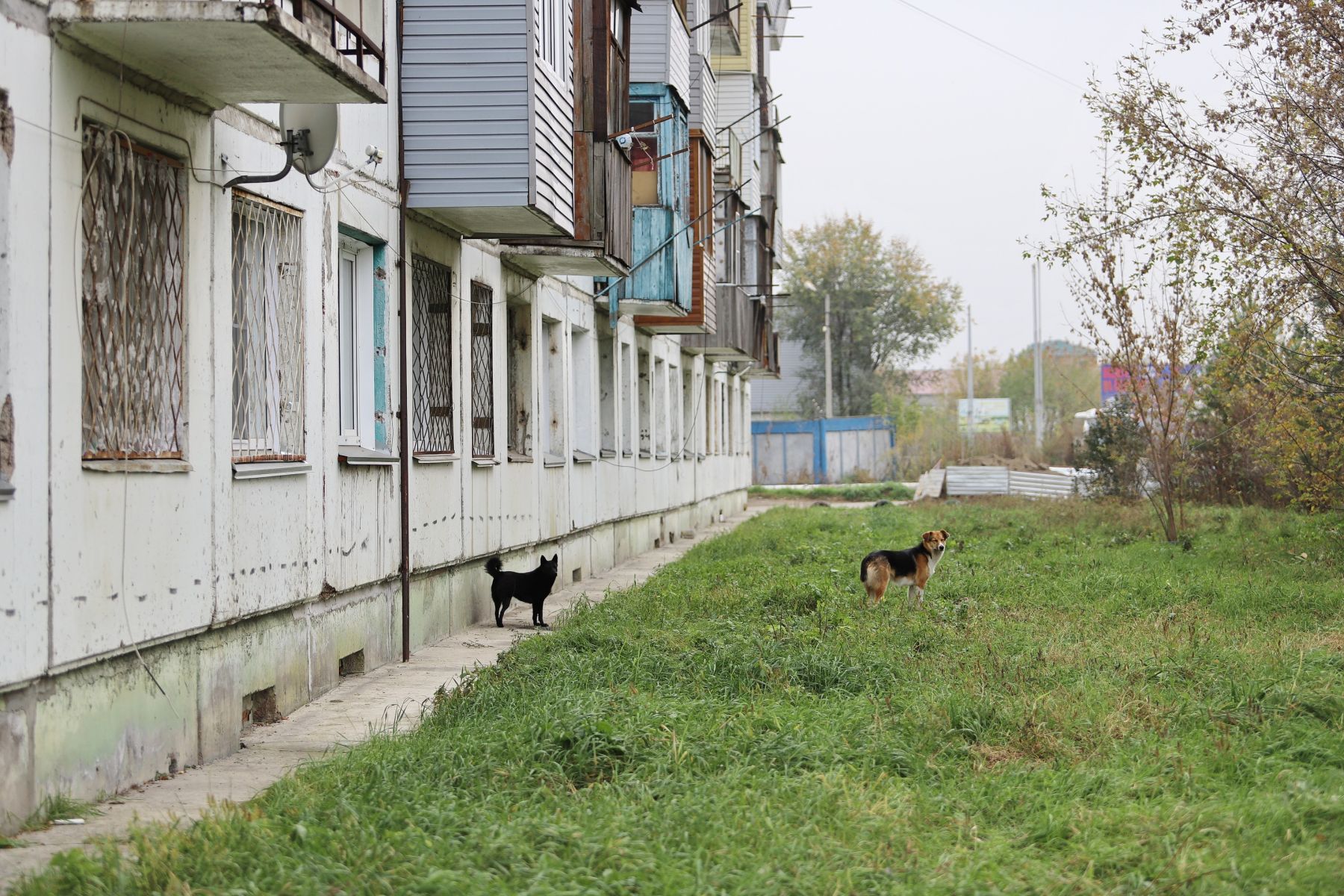 Собаки. Бродячие животные