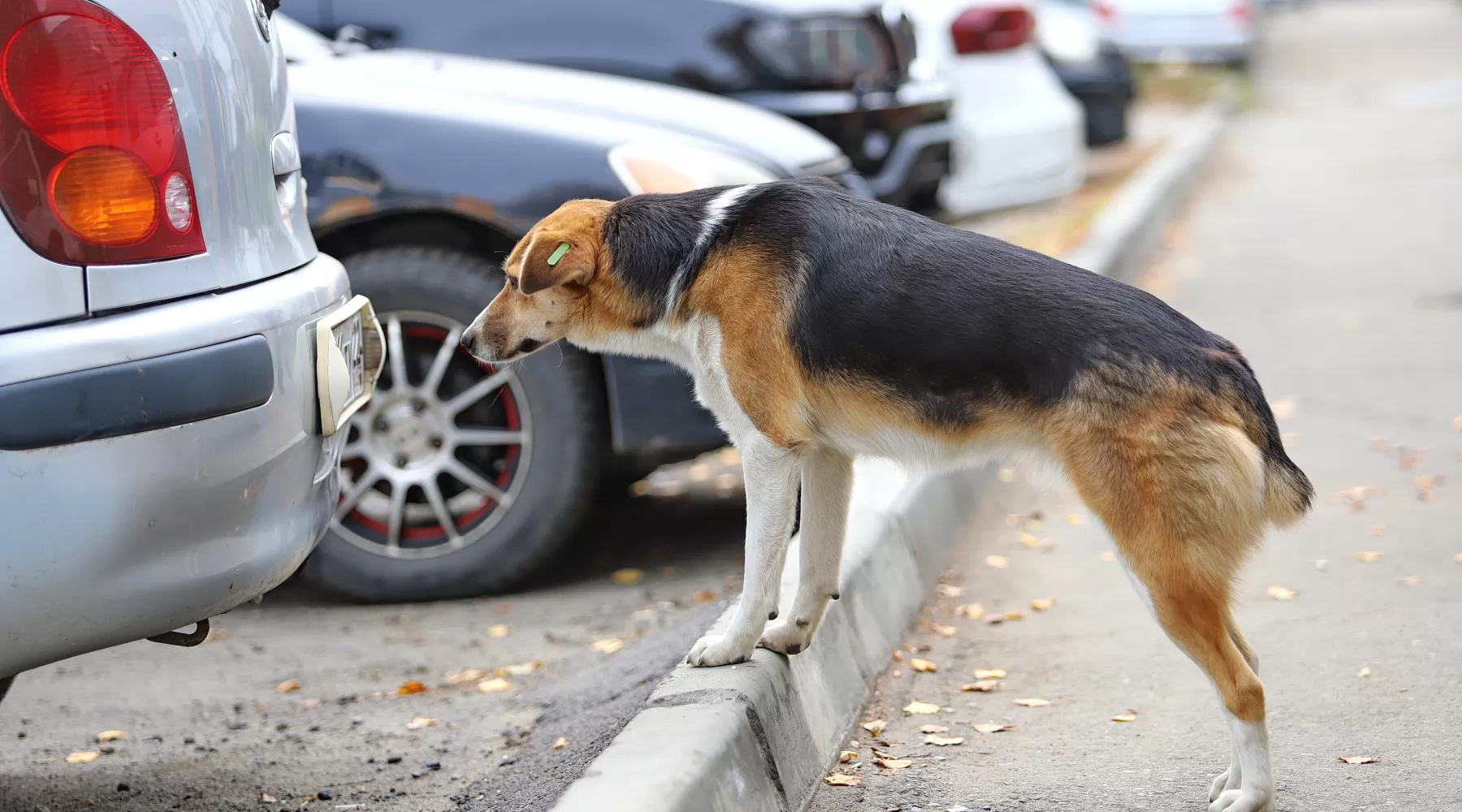 Собаки. Бродячие животные