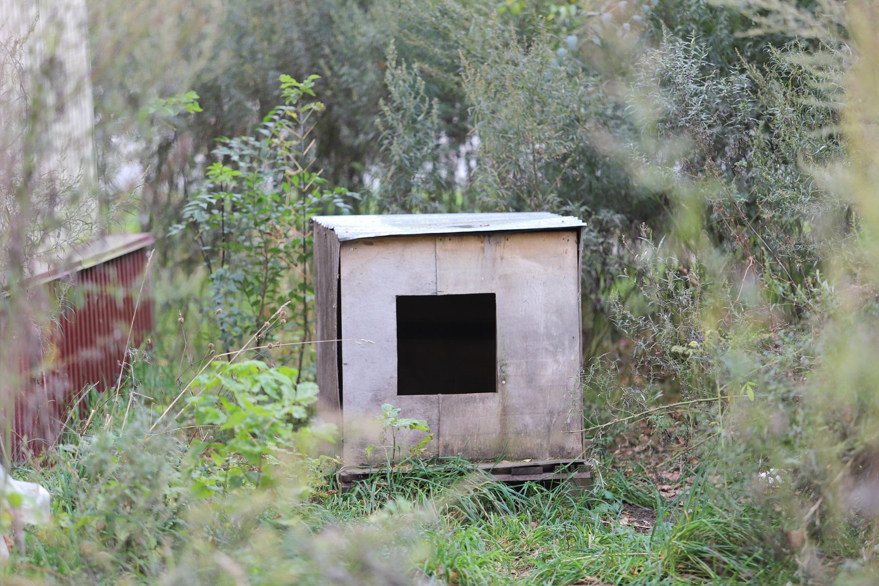 Собачья будка