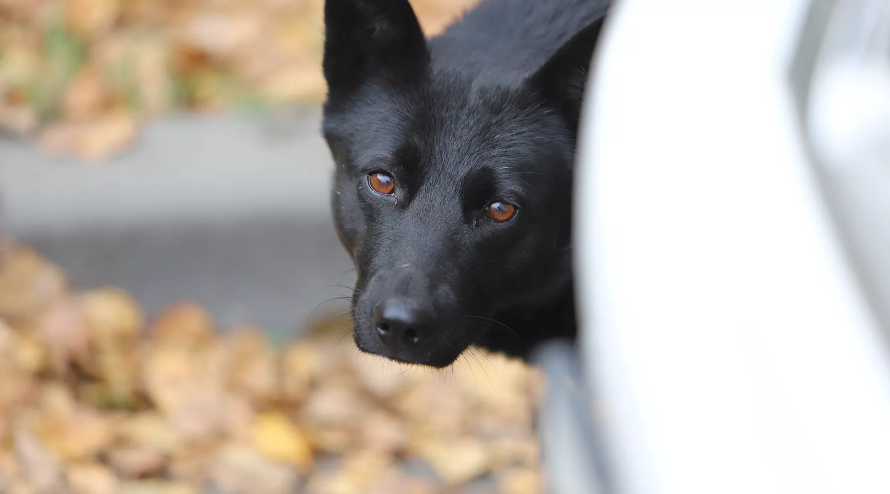 Собаки. Бродячие животные