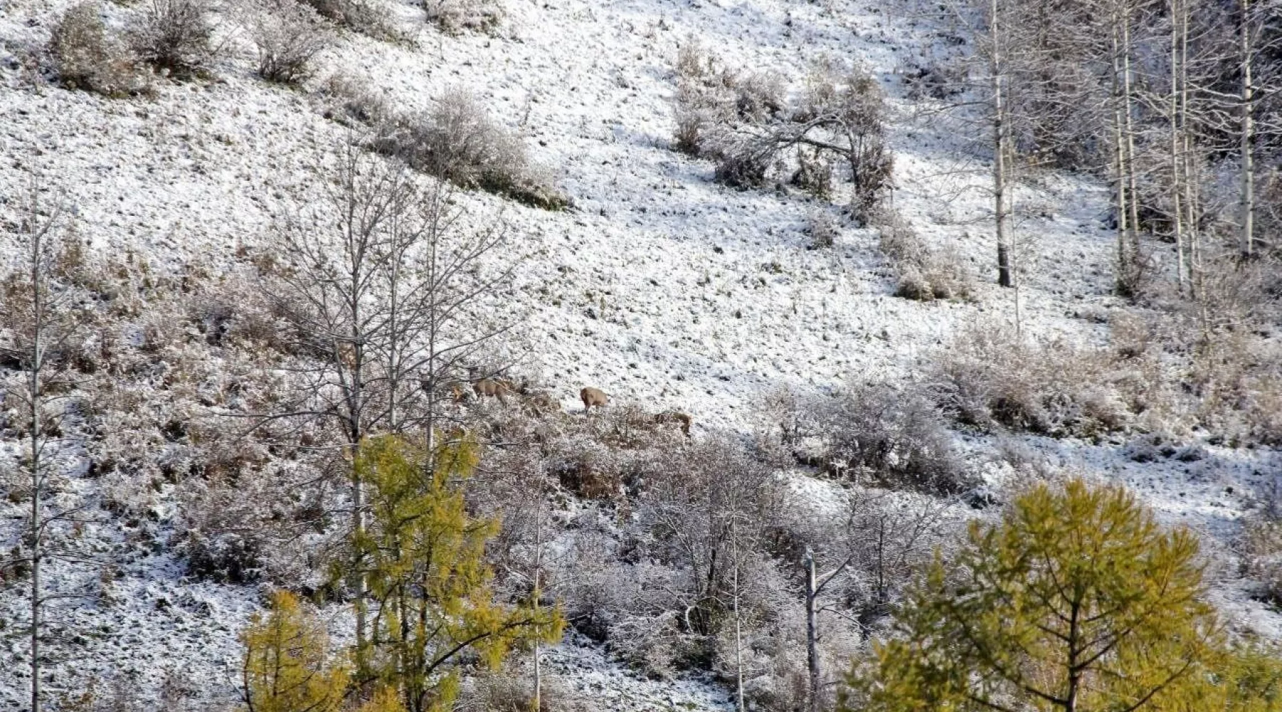 Осенний учет медведей и маралов в Алтайском заповеднике