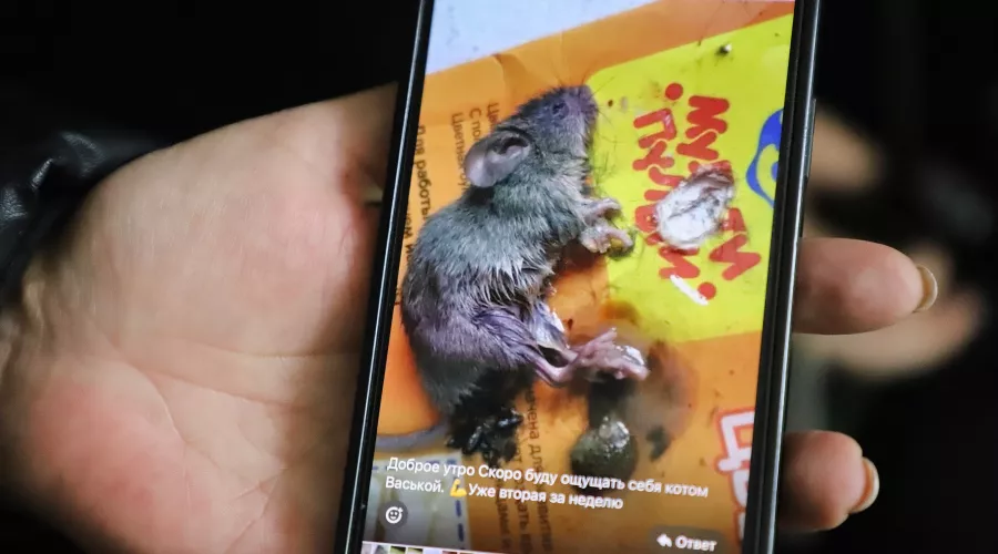 Порнографиялық жігіт ас үйде семіз әйелмен жыныстық қатынасқа түседі. Орыс порнографиясын онлайн көру