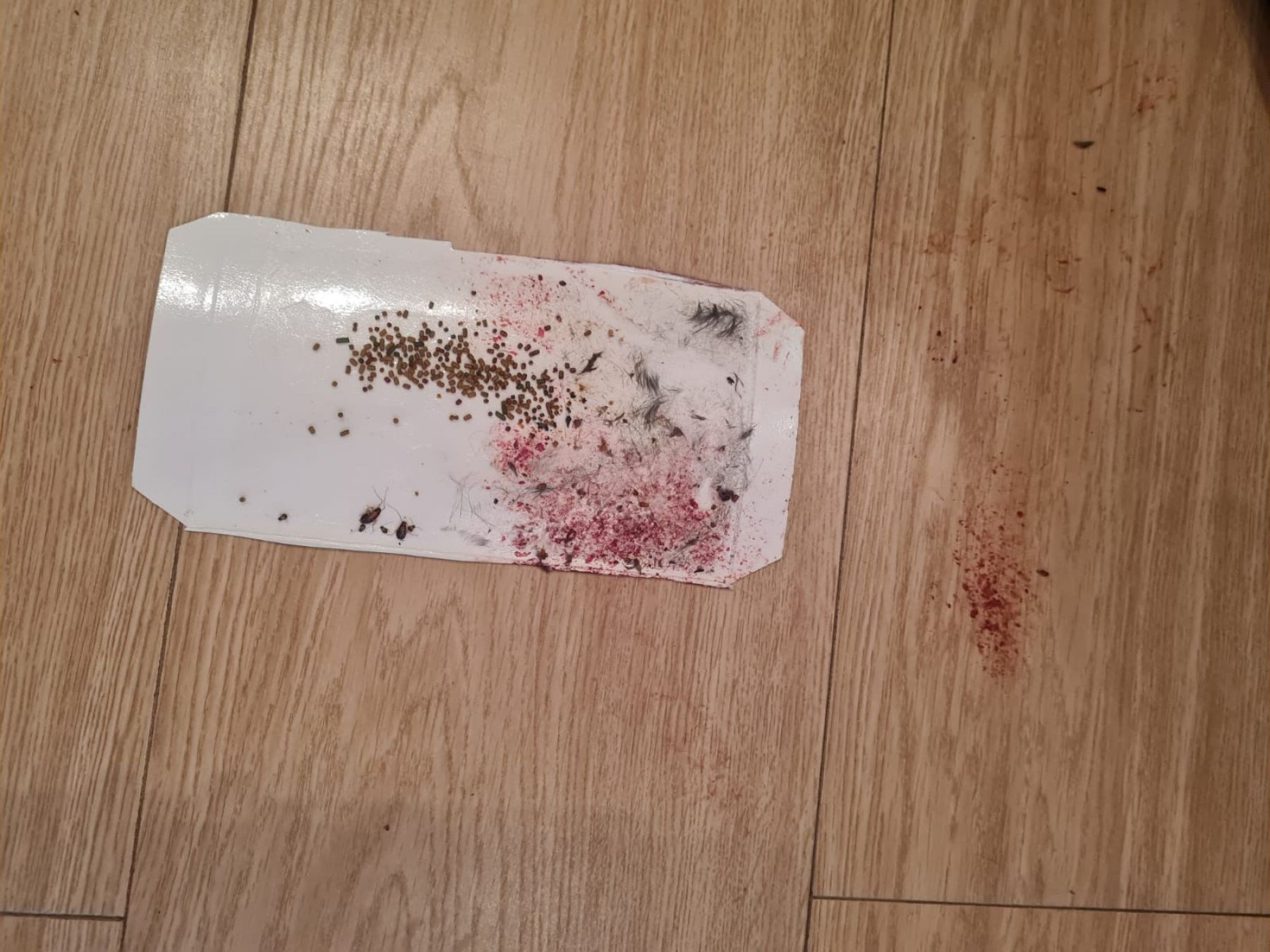 Ловушка не удержала мышь