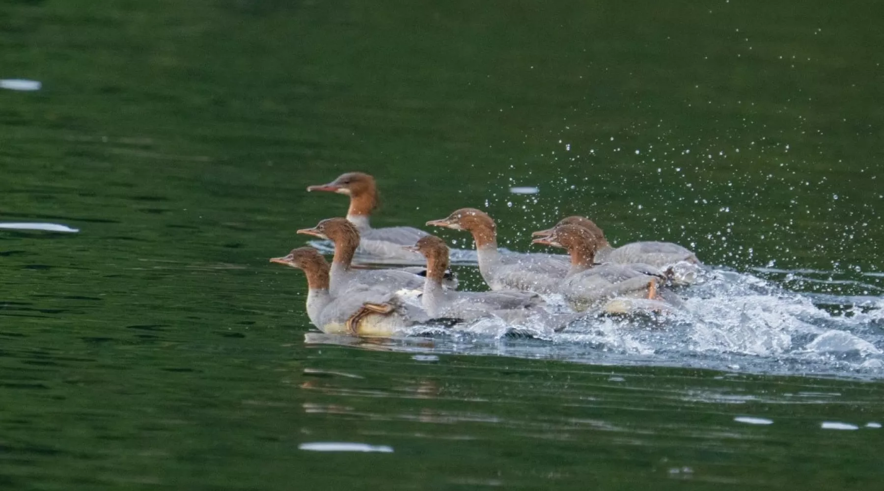 Птицы. Утки