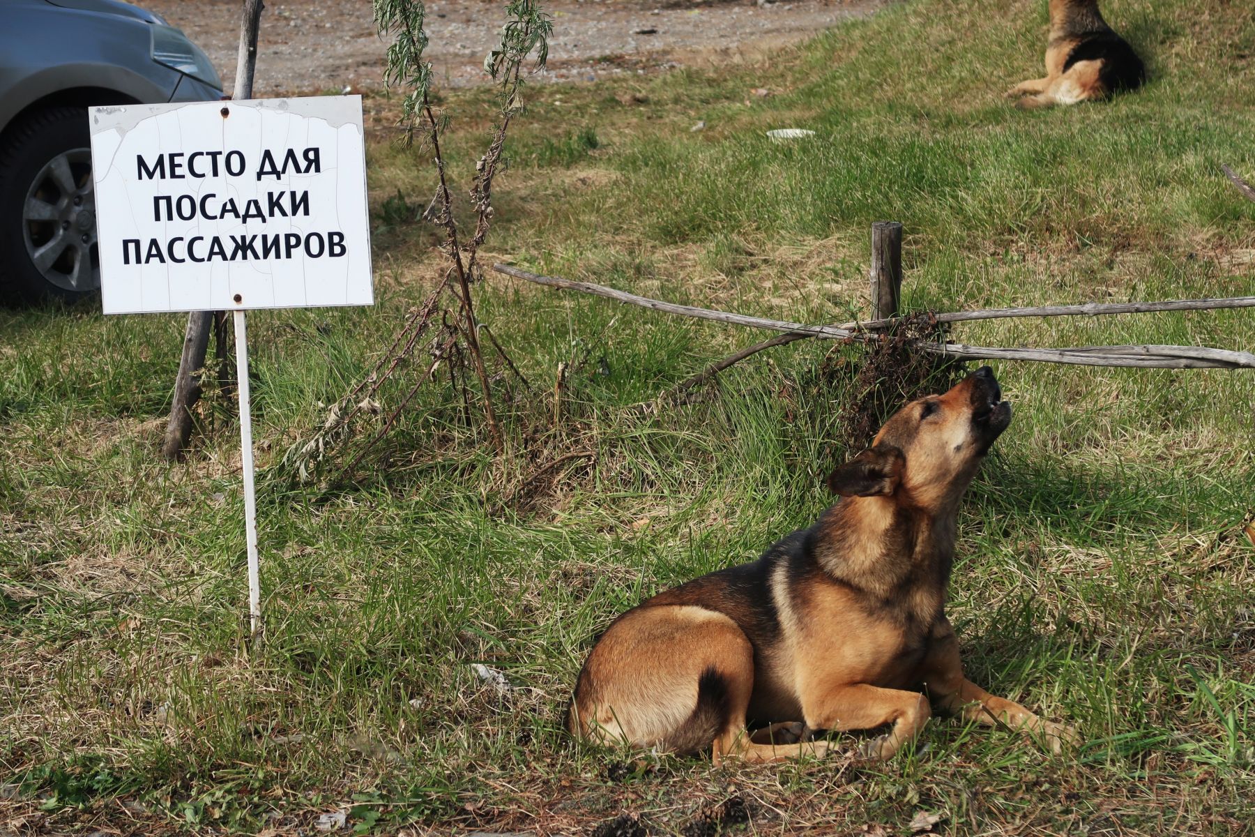 Собака. Бездомная собака. 