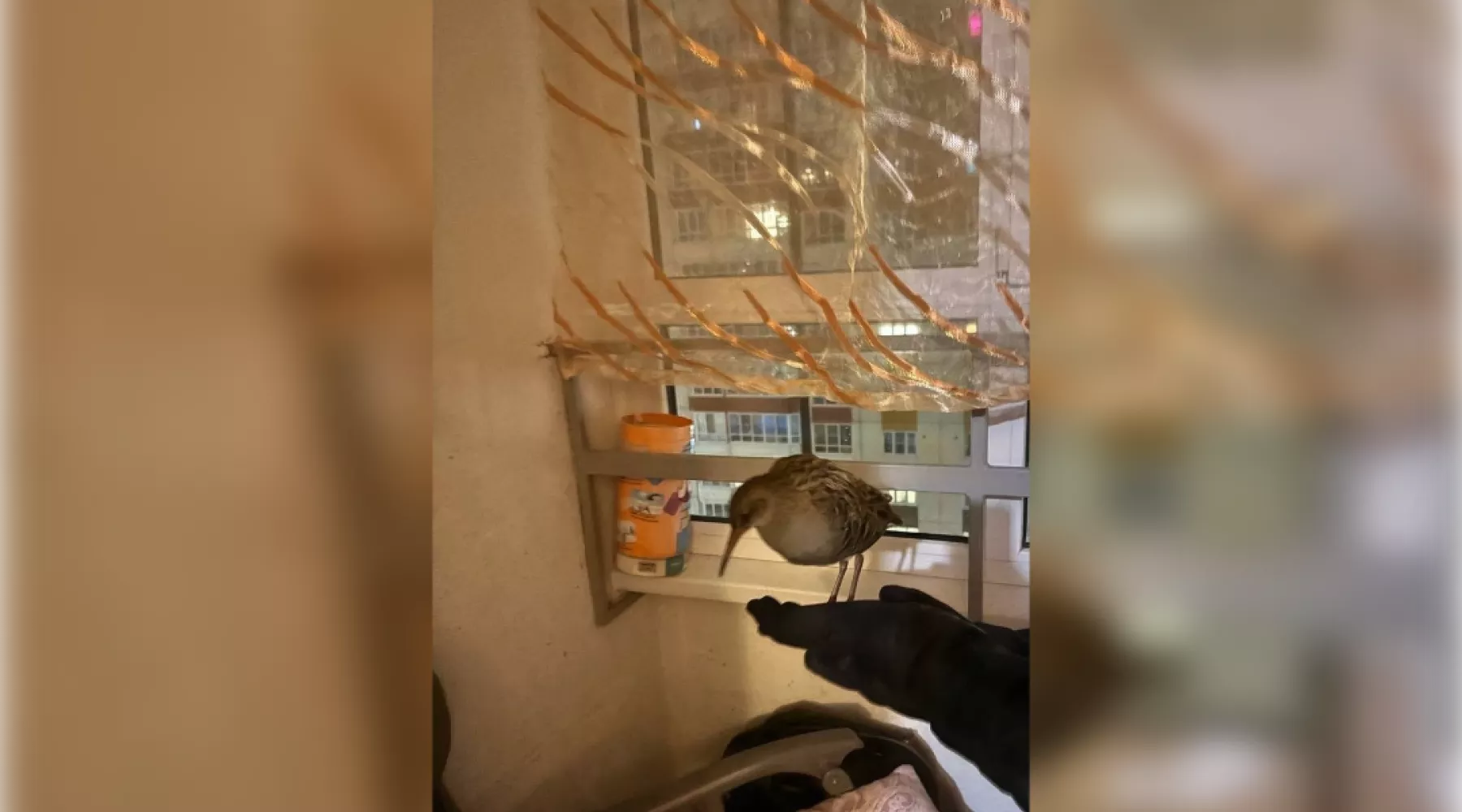 Отбилась от стаи: в Алтайском крае нашли редкую птицу
