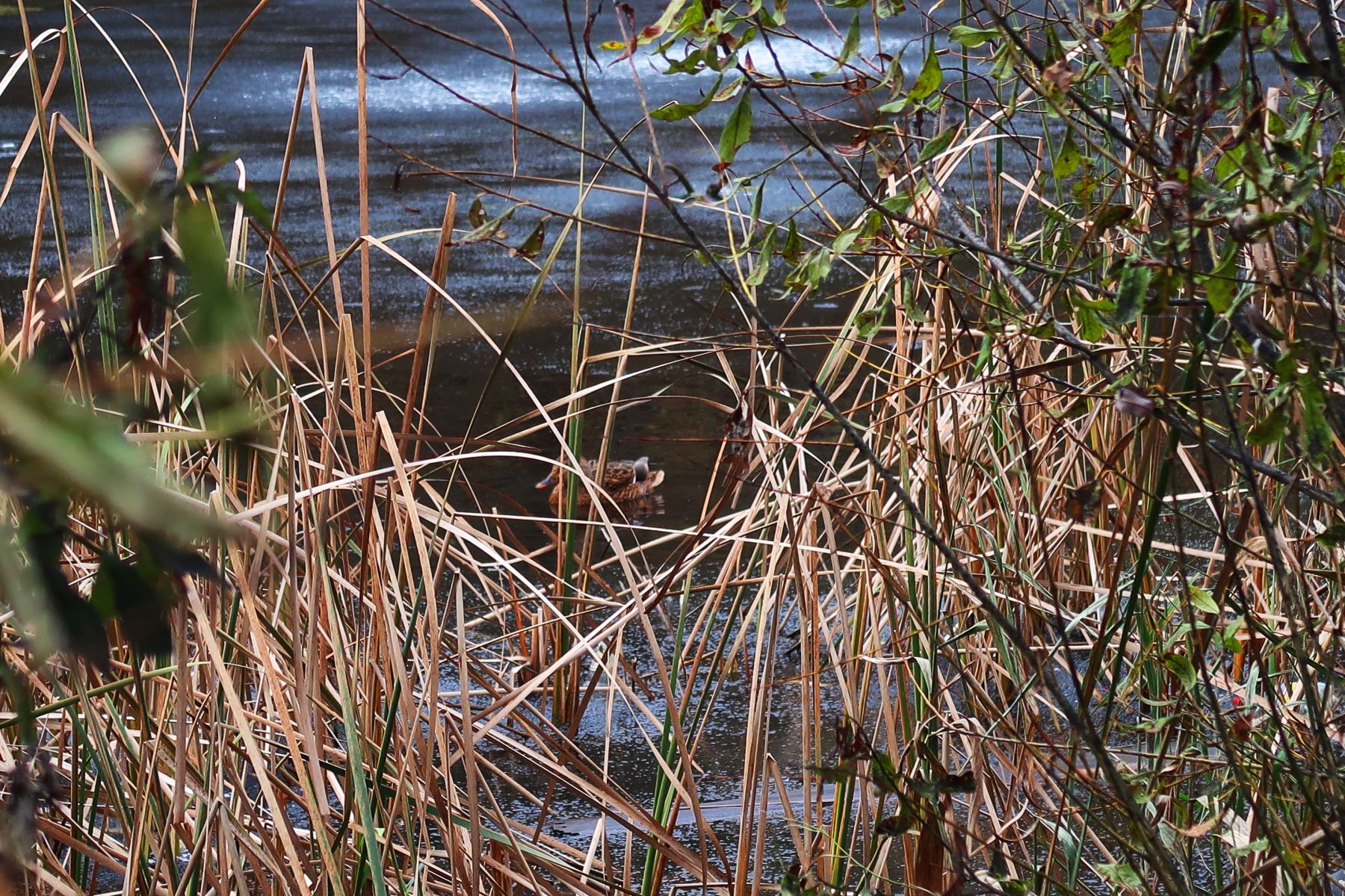 Дома на ул. Цесовская