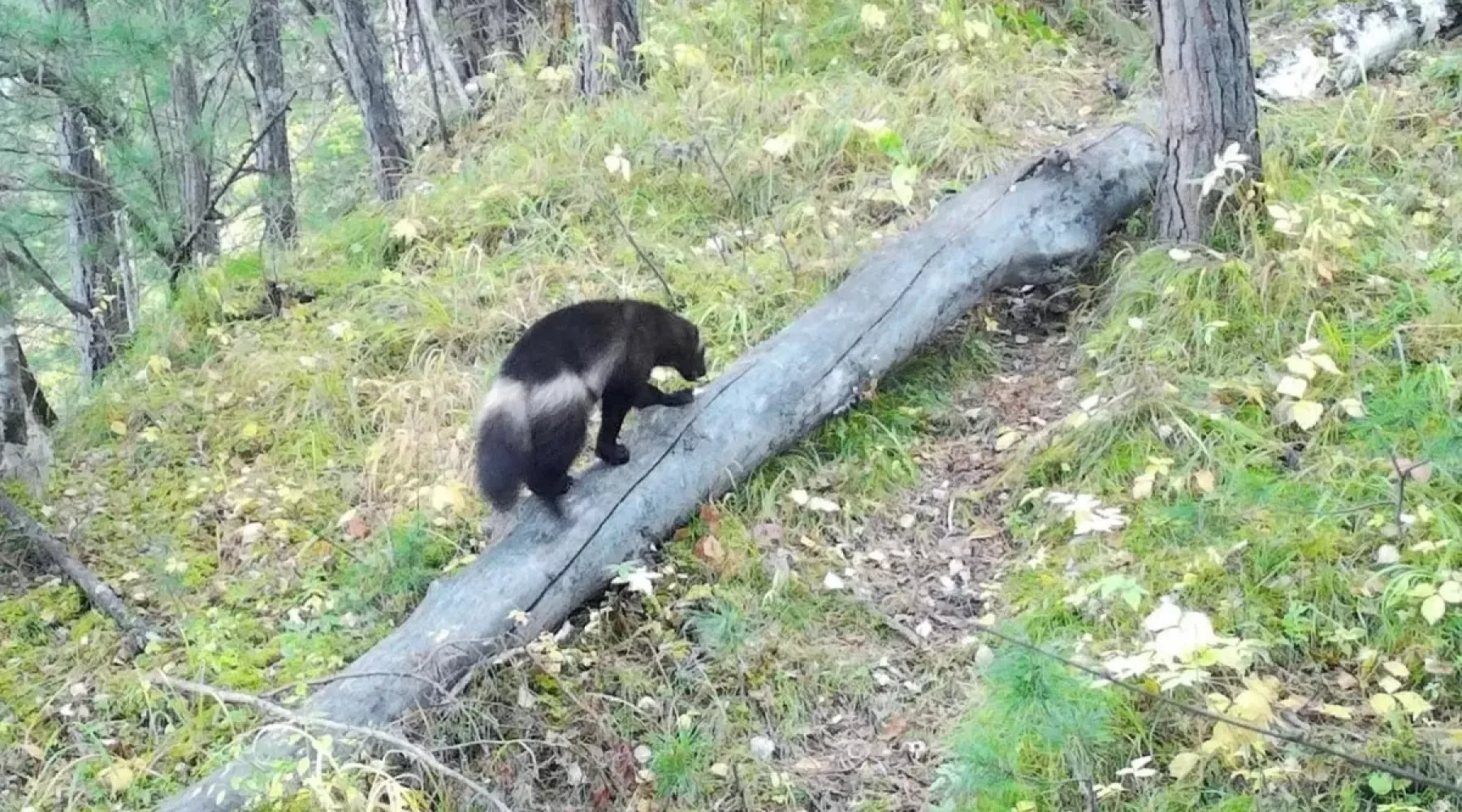 В Алтайском заповеднике фотоловушка поймала росомаху